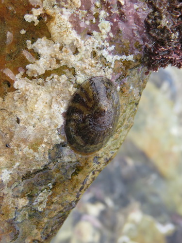 Nacella flammea