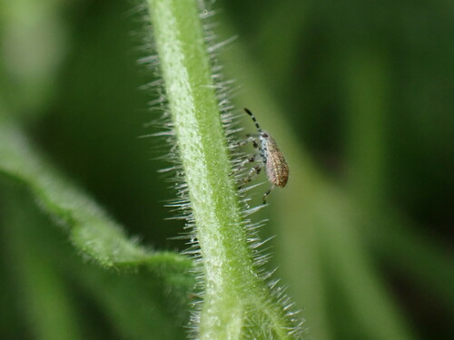 iNaturalist observation photo of True Bugs