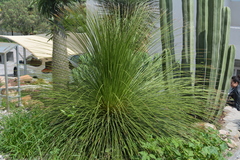 Dasylirion longissimum