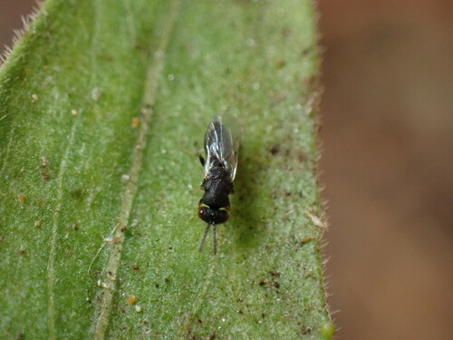 iNaturalist observation photo of Eurytomidae