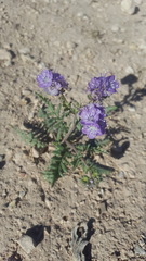 Phacelia popei