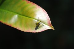 Condylostylus comatus