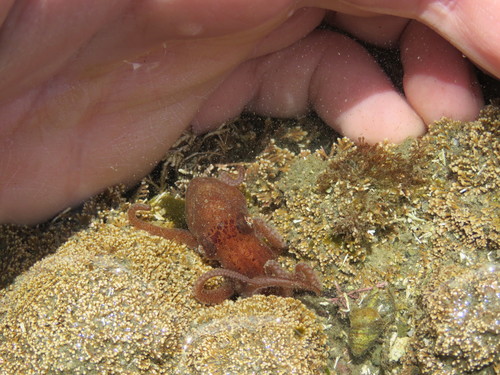 Octopus tehuelchus