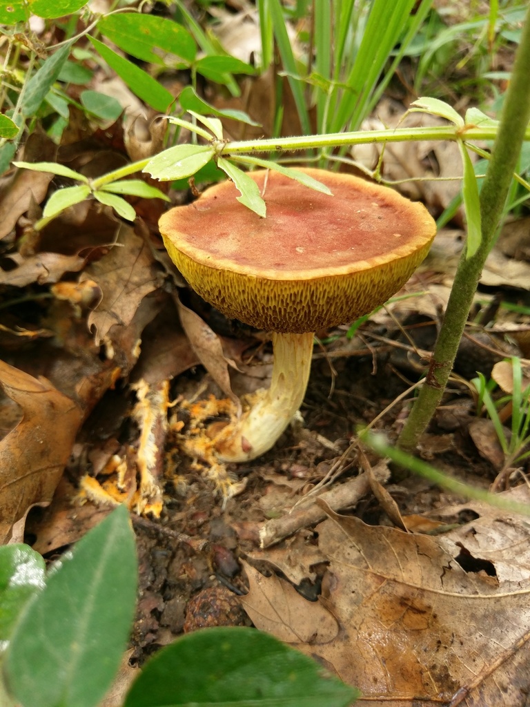 Xerocomus tenax