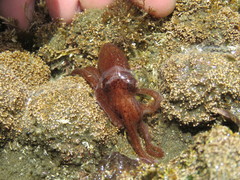 Octopus tehuelchus