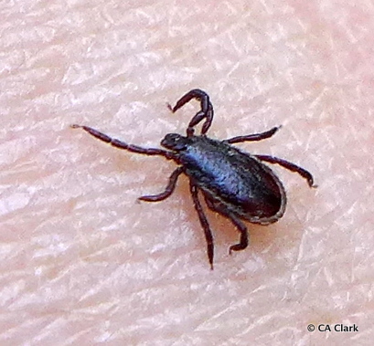 Western Black-legged Tick