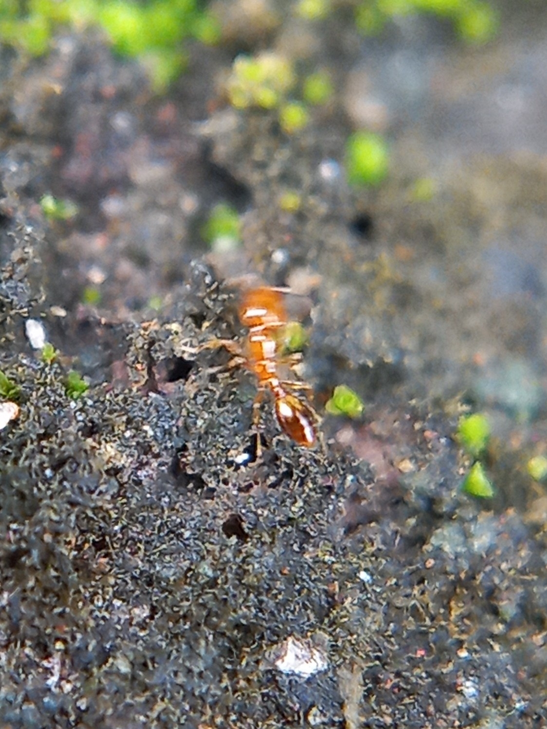 Monomorium luisae