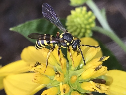 Bessey's Cuckoo Nomad Bee