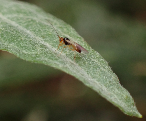 iNaturalist observation photo of Ichneumonid and Braconid Wasps