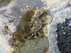 Hymenosomatidae
