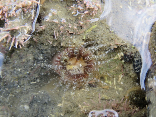 Parantheopsis cruentata