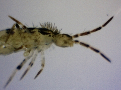 Entomobryoidea