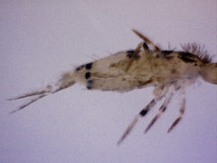 Entomobryoidea