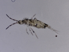 Entomobryoidea