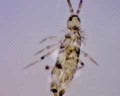 Entomobryoidea