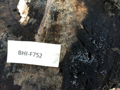 Phialocephala oblonga