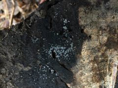 Phialocephala oblonga