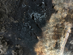 Phialocephala oblonga