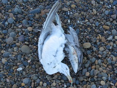 Larus dominicanus