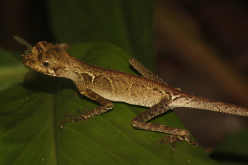 Aphaniotis ornata