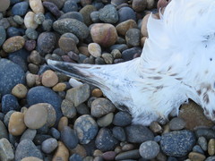 Larus dominicanus