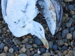 Larus dominicanus