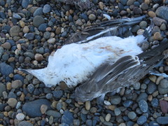 Larus dominicanus