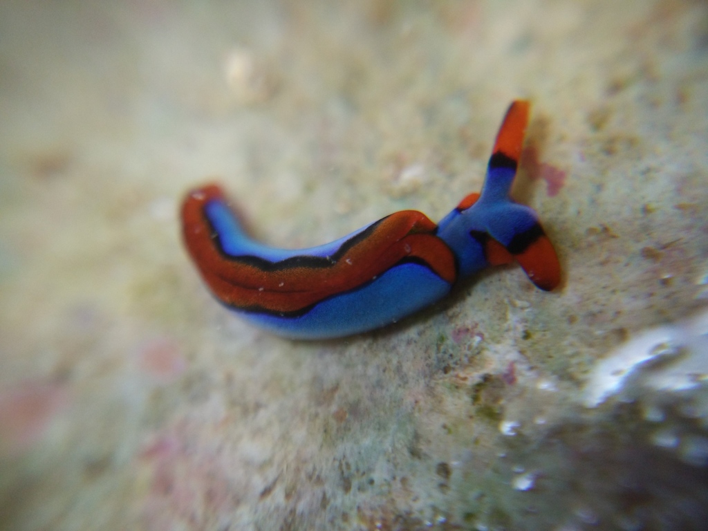 Thuridilla coerulea