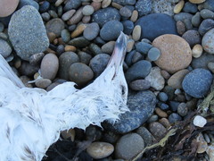 Larus dominicanus