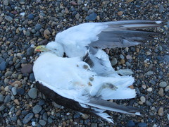 Larus dominicanus