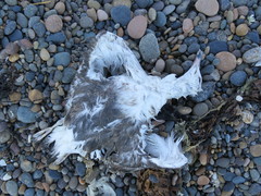 Larus dominicanus