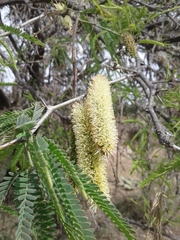 Prosopis laevigata