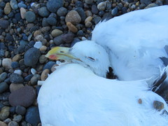 Larus dominicanus