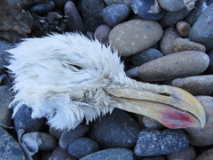 Larus dominicanus