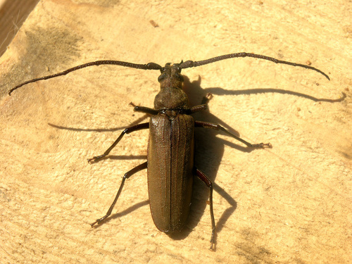 grain support beetle