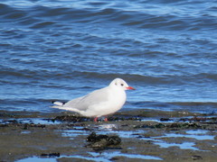 Chroicocephalus maculipennis