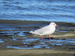 Chroicocephalus maculipennis