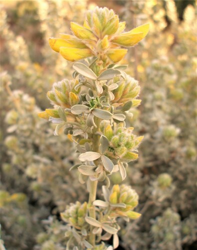 Adenocarpus bacquei
