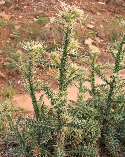 Carduus chevallieri