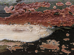 Mutatoderma mutatum