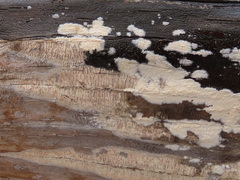 Mutatoderma mutatum