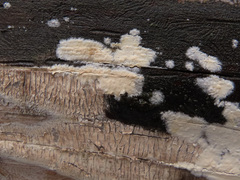 Mutatoderma mutatum