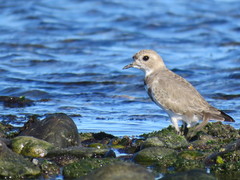 Charadrius falklandicus