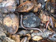 Batrachoseps major major