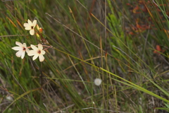 Ixia paniculata