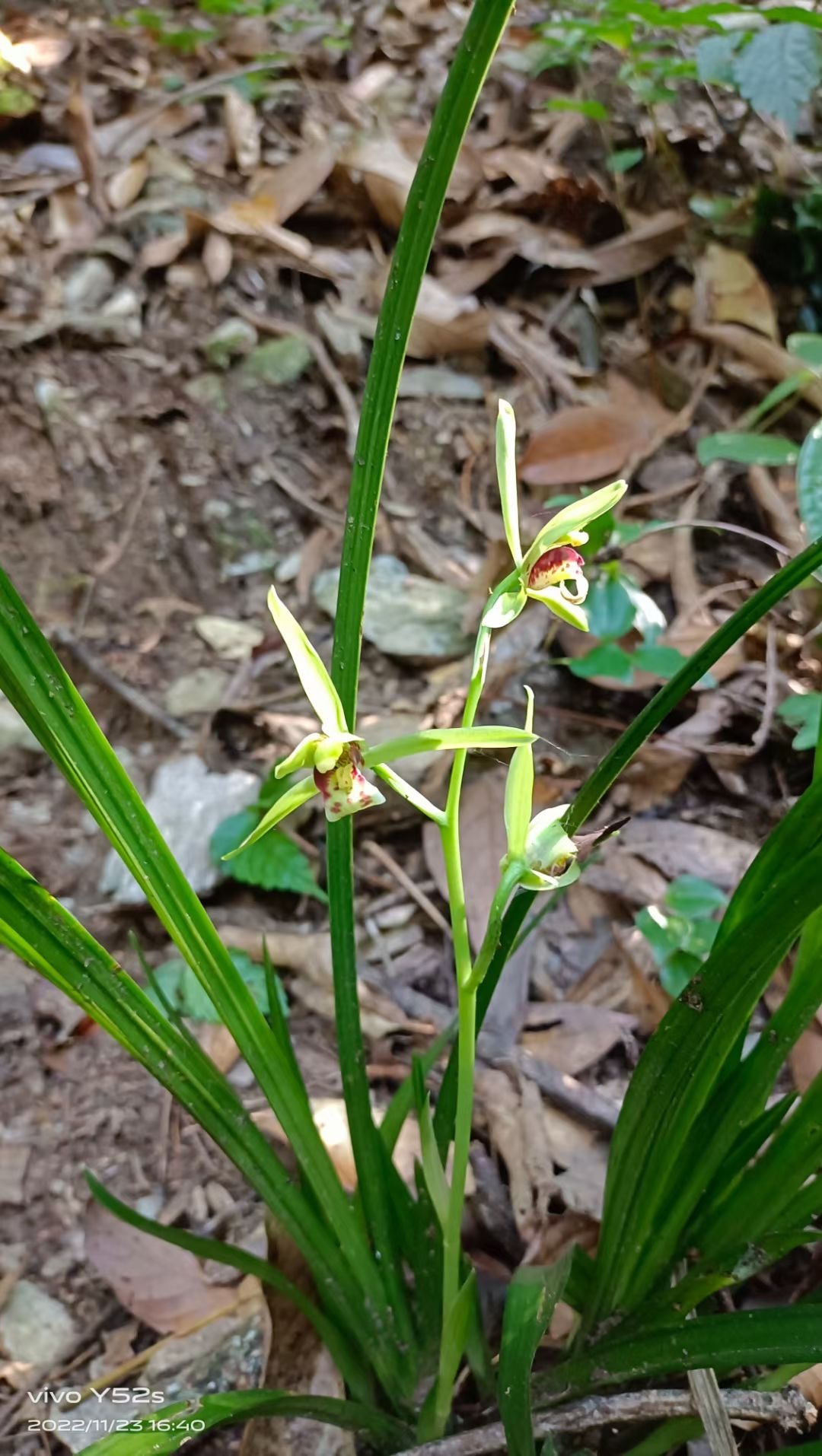 Cymbidium qiubeiense K.M.Feng & H.Li