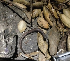 Batrachoseps major major