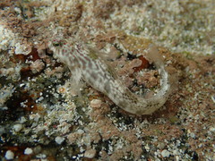 Orangedotted Blenny photo 3