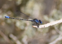 Argia alberta