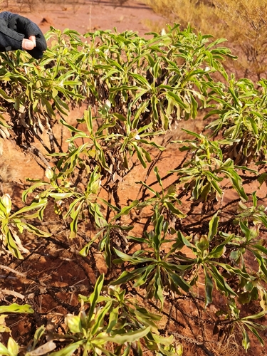 Image of Burra (Eremophila fraseri) by (c) Belinda Forbes, some rights reserved (CC BY)